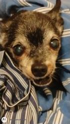 Lost Male Dog last seen By Bloomington South high School in Summit Pointe apmts, Bloomington, IN 47401