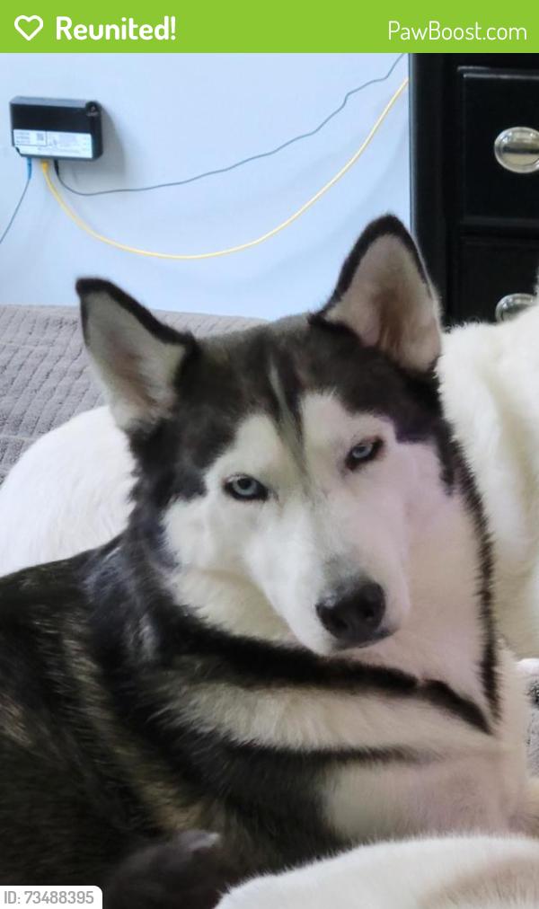 Reunited Female Dog last seen Near County Road 3664, Splendora, TX 77372