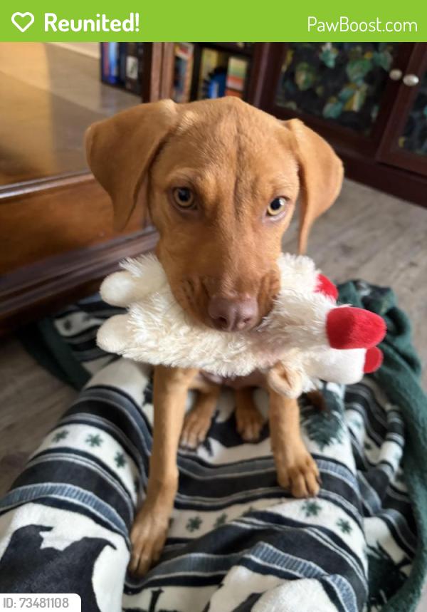 Reunited Female Dog last seen Alafaya and East Colonial, Alafaya, FL 32828