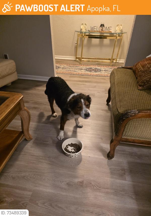 Found/Stray Male Dog last seen Tanglewild, Apopka, FL 32712