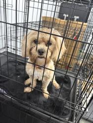 Reunited Female Dog last seen Near Warner Rd, Pfafftown, NC 27040, USA, Pfafftown, NC 27040