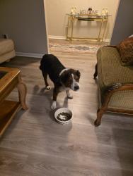 Found/Stray Male Dog last seen Tanglewild, Apopka, FL 32712