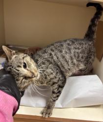 Shelter Stray Male Cat last seen Near Shalks Crossing Drive, 30058, GA, 3280 Chamblee Dunwoody Rd, Chamblee, GA 30341, USA