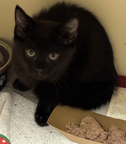 Shelter Stray Male Cat last seen Near Lawrenceville Highway, 30084, GA, 3280 Chamblee Dunwoody Rd, Chamblee, GA 30341, USA