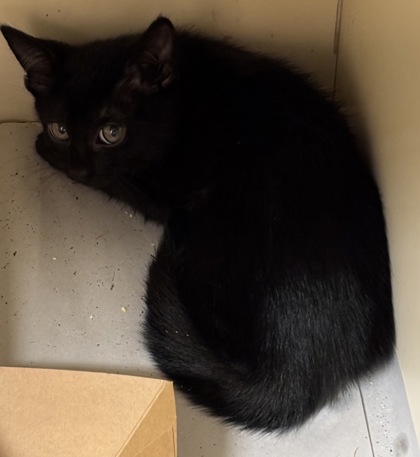Shelter Stray Female Cat last seen Near Lawrenceville Highway, 30084, GA, 3280 Chamblee Dunwoody Rd, Chamblee, GA 30341, USA