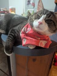 Lost Male Cat last seen George brown road, Crouse, NC 28033