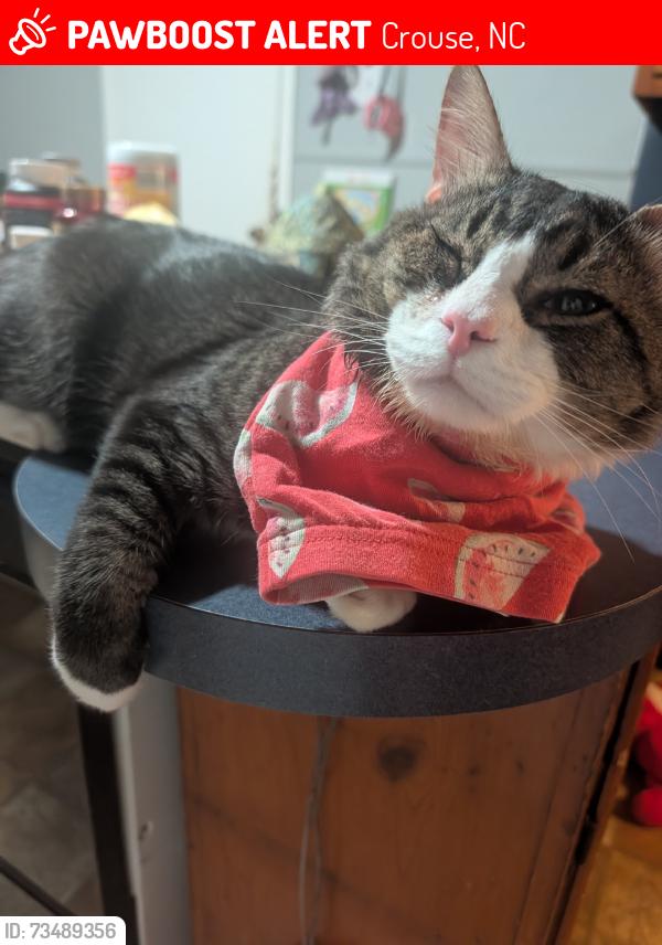 Lost Male Cat last seen George brown road, Crouse, NC 28033