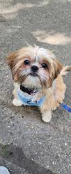 Lost Female Dog last seen Willets point Blvd , 17 Ave & Francis Lewis blvd, Queens, NY 11357