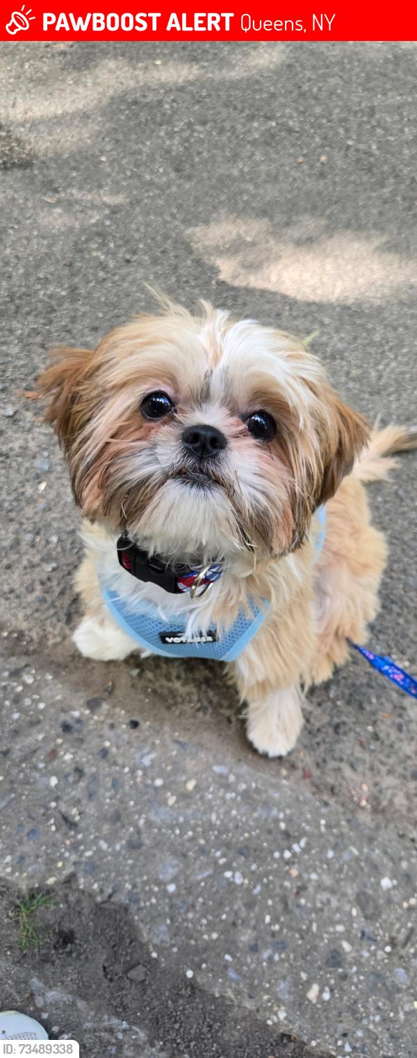 Lost Female Dog last seen Willets point Blvd , 17 Ave & Francis Lewis blvd, Queens, NY 11357