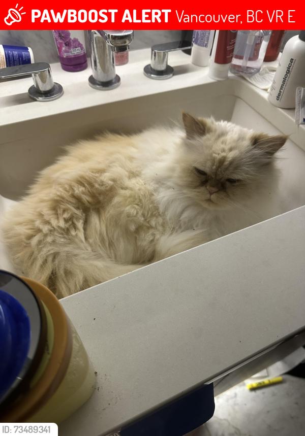 Deceased Female Cat last seen Central park, Vancouver, BC V5R 0E4