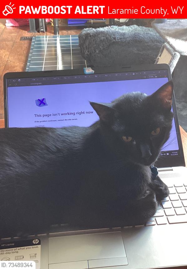 Lost Male Cat last seen Road 218, Laramie County, WY 82009