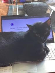 Lost Male Cat last seen Road 218, Laramie County, WY 82009