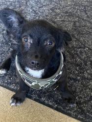 Found/Stray Male Dog last seen Deepwater Junior High School, Pasadena, TX 77503