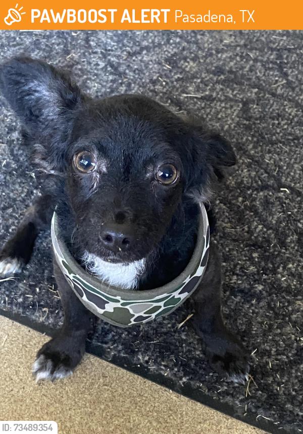 Found/Stray Male Dog last seen Deepwater Junior High School, Pasadena, TX 77503