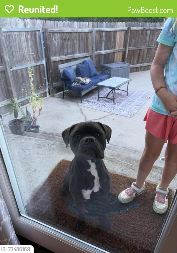 Reunited Female Dog last seen Kendrick Road, Gastonia, NC 28056