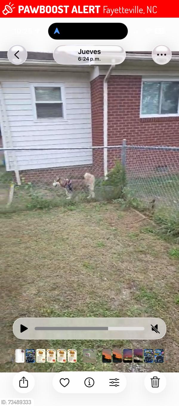 Lost Female Dog last seen Cliffdale, Fayetteville, NC 28304