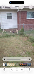 Lost Female Dog last seen Cliffdale, Fayetteville, NC 28304