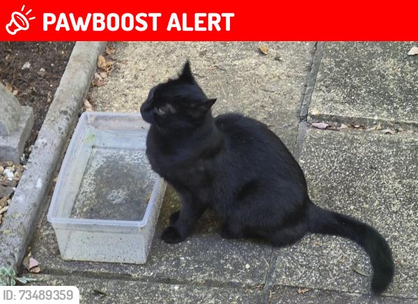 Lost Male Cat last seen Whitelegg way northbourne, Wheatplot Park Homes, England BH10 7BN