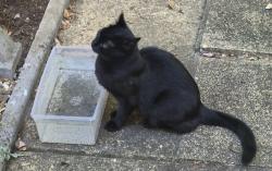 Lost Male Cat last seen Whitelegg way northbourne, Wheatplot Park Homes, England BH10 7BN