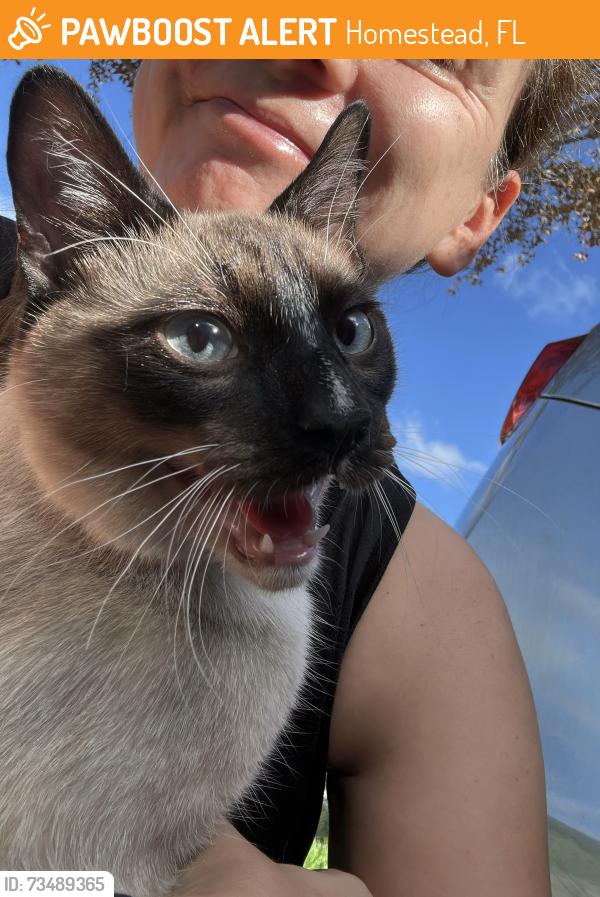 Found/Stray Male Cat last seen Crunch parking lot, Homestead, FL 33033