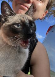 Found/Stray Male Cat last seen Crunch parking lot, Homestead, FL 33033