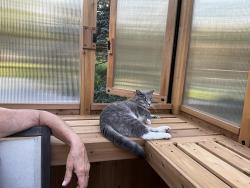 Reunited Male Cat last seen Near 11th ave, Pleasant Prairie, WI 53158