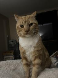 Lost Male Cat last seen Near Cherokee rose ln, Burleson, TX 76028