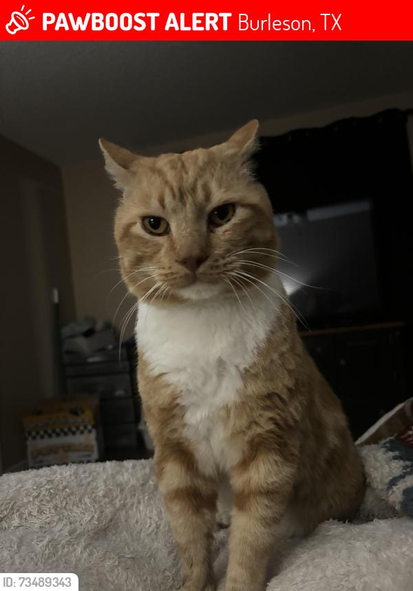 Lost Male Cat last seen Near Cherokee rose ln, Burleson, TX 76028