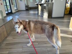 Found/Stray Male Dog last seen Dowlen Road, Beaumont, TX 77706