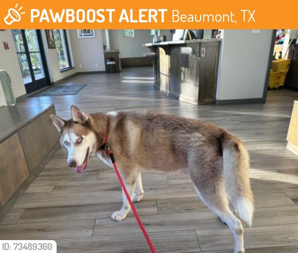 Found/Stray Male Dog last seen Dowlen Road, Beaumont, TX 77706