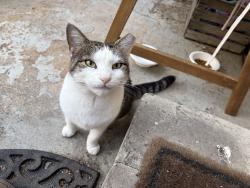 Found/Stray Female Cat last seen 22nd Street and Dickinson, Philadelphia, PA 19146