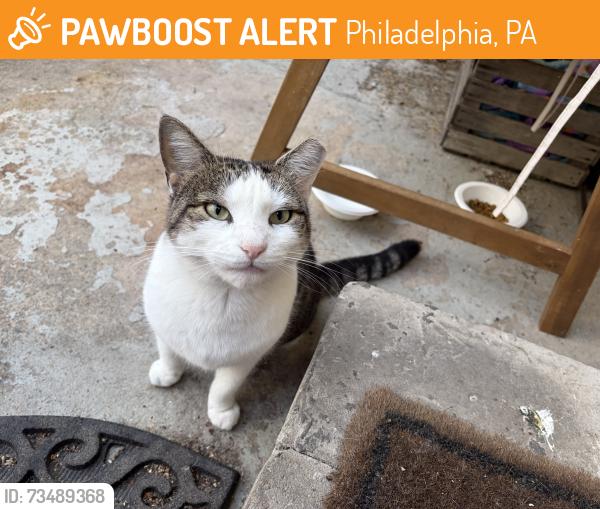 Found/Stray Female Cat last seen 22nd Street and Dickinson, Philadelphia, PA 19146