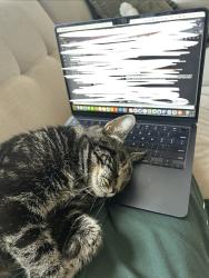 Shelter Stray Male Cat last seen Near W 112th Street, NEW YORK, NY, 10026, 326 E 110th St, New York, NY 10029, USA