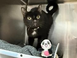 Shelter Stray Female Cat last seen Near W 144 Street, NEW YORK, NY, 10030, 326 E 110th St, New York, NY 10029, USA