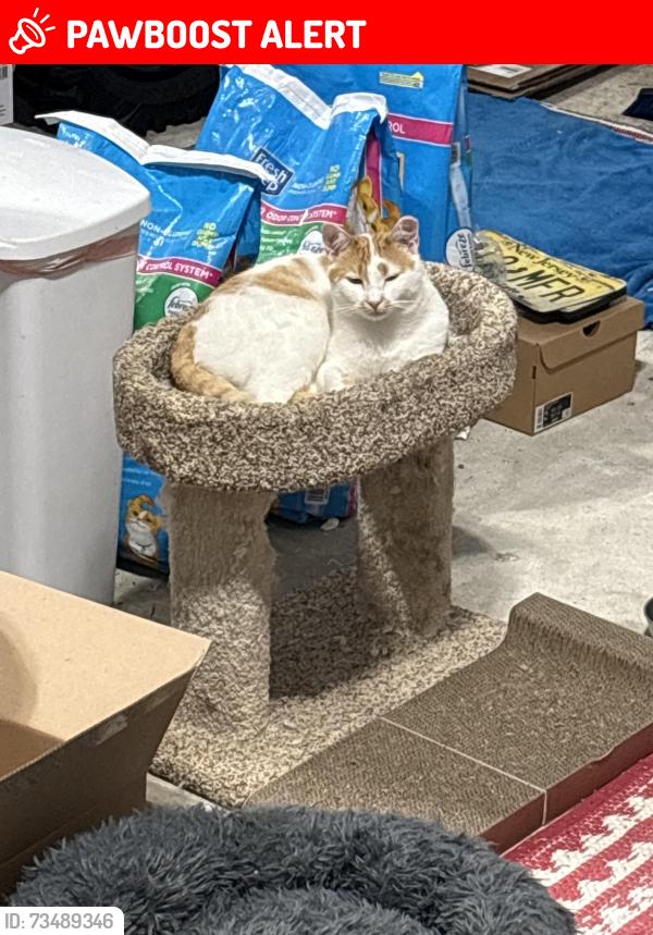 Lost Male Cat last seen Paint island rd millstone nj, Millstone Township, NJ 08510