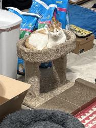 Lost Male Cat last seen Paint island rd millstone nj, Millstone Township, NJ 08510