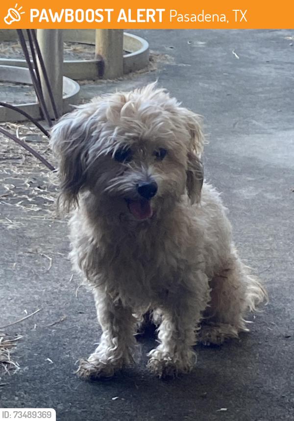 Found/Stray Male Dog last seen Deepwater Junior High School, Pasadena, TX 77503
