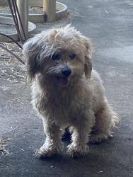 Found/Stray Male Dog last seen Deepwater Junior High School, Pasadena, TX 77503