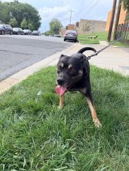 Lost Male Dog last seen Elementary school, Temple Hills, MD 20748