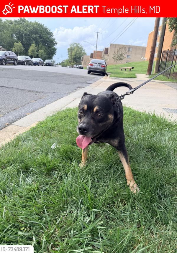 Lost Male Dog last seen Elementary school, Temple Hills, MD 20748