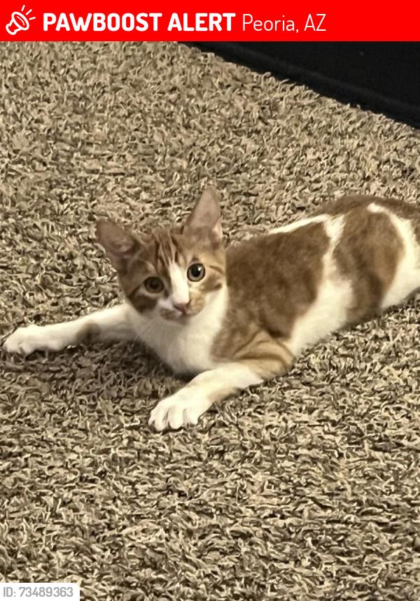 Lost Male Cat last seen N 129th Ave, Peoria, AZ 85383