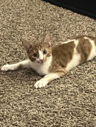 Lost Male Cat last seen N 129th Ave, Peoria, AZ 85383