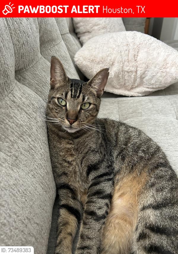 Lost Male Cat last seen Clareton Lane off of Huffmeister and Telge, Houston, TX 77429