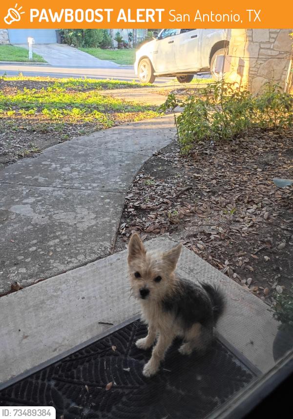 Found/Stray Male Dog last seen Restless Wind St and Misty Way, San Antonio, TX 78250