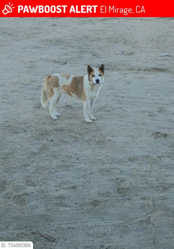 Lost Female Dog last seen Oasis st y 240 st, El Mirage, CA 92301