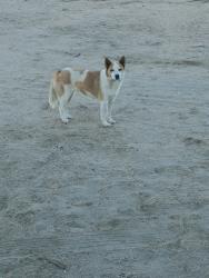 Lost Female Dog last seen Oasis st y 240 st, El Mirage, CA 92301