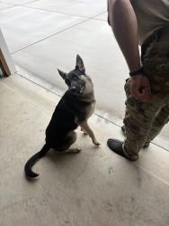 Reunited Male Dog last seen Butler Nursery RdFayetteville, NC 28306United States, Gray's Creek, NC 28306