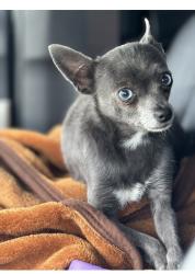 Lost Female Dog last seen Lupine and airport, Redding, CA 96002