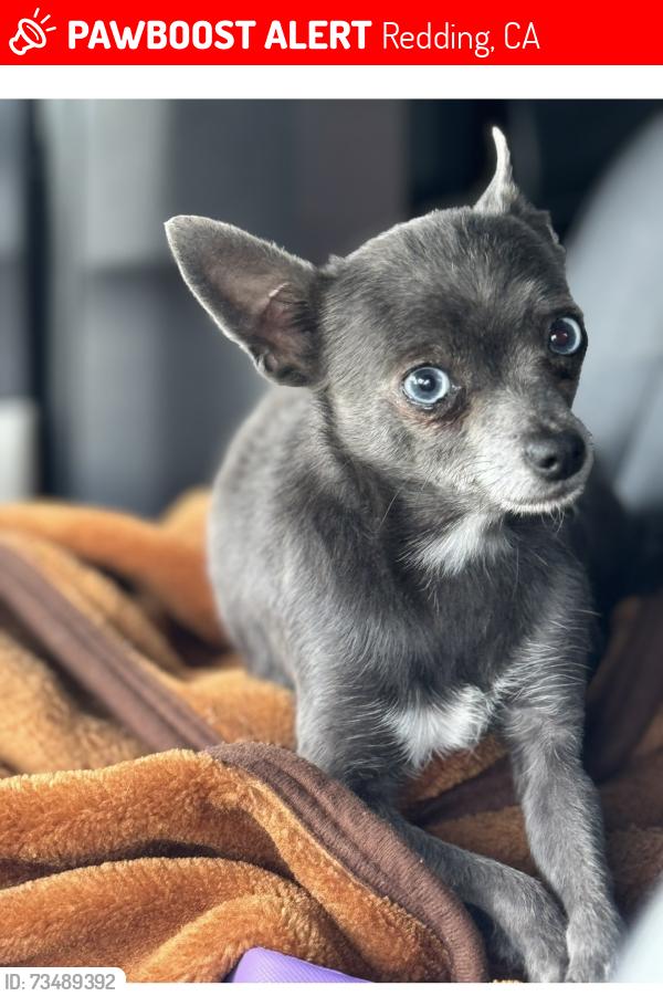 Lost Female Dog last seen Lupine and airport, Redding, CA 96002