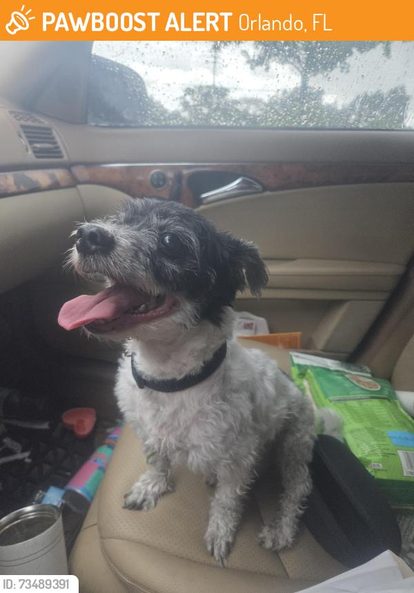 Found/Stray Male Dog last seen Semoron Blvd and Michigan, Orlando, FL 32812